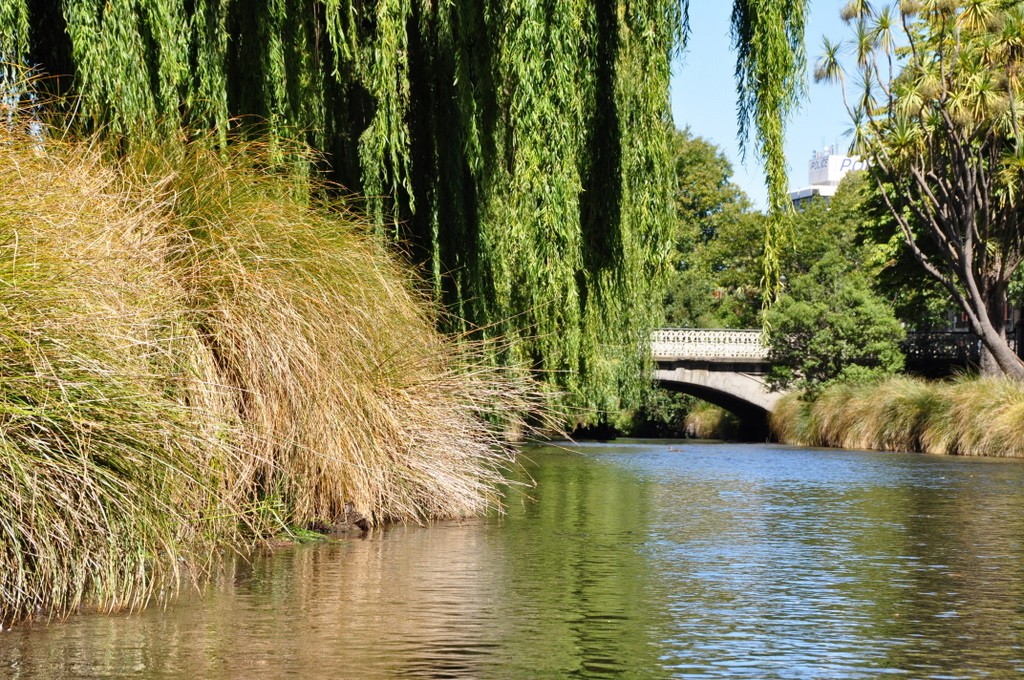 Willows over the Avon